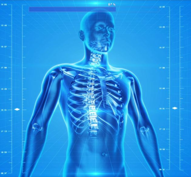 Human Body